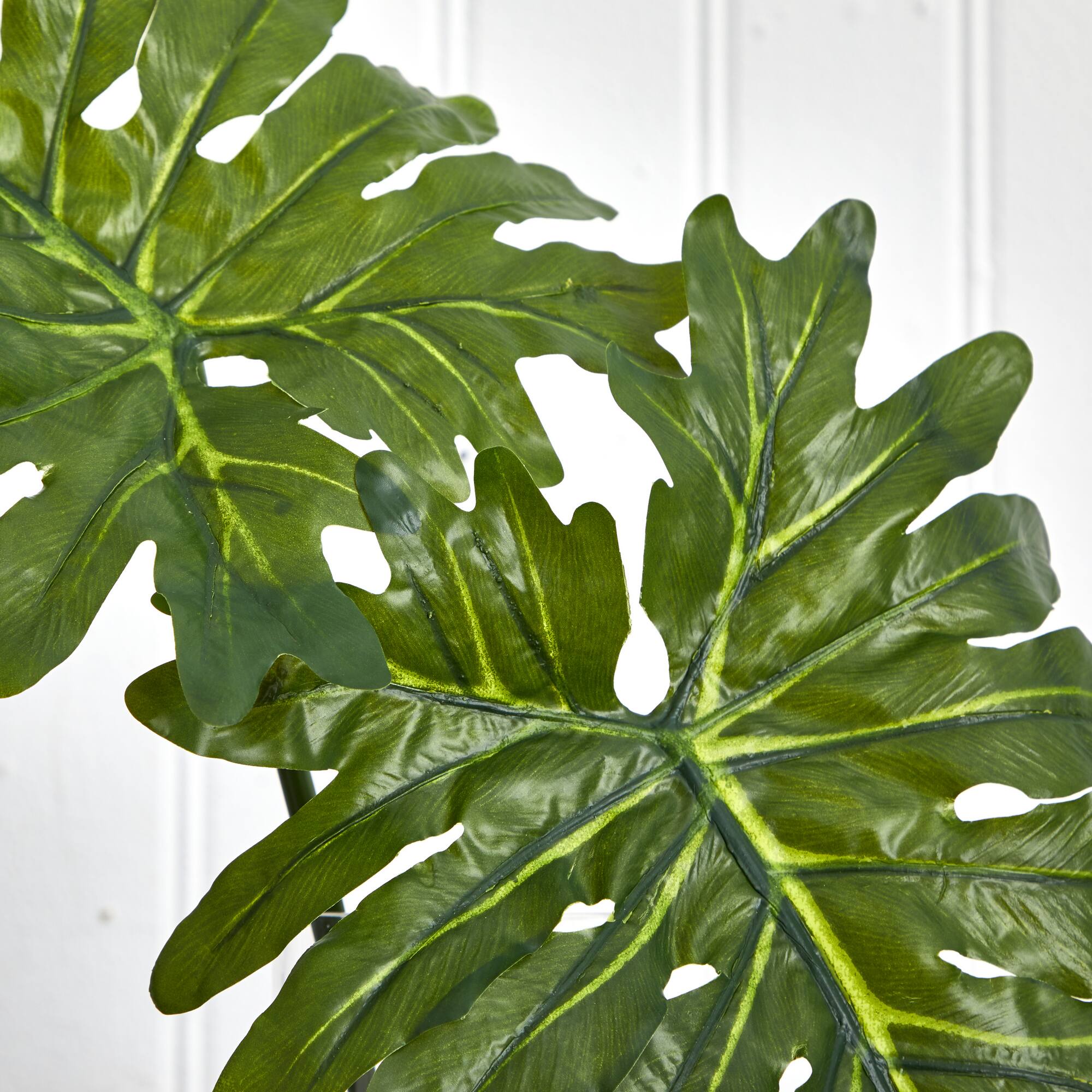 2.5ft. Philodendron Leaves in Cylinder Glass Vase